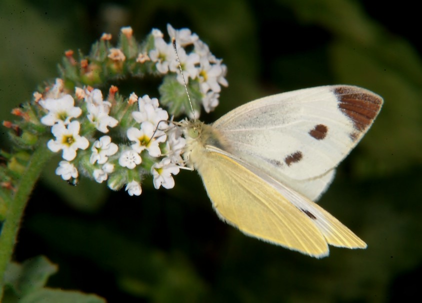 Farfalle in volo e vecchi Coprinus